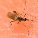 Sindrome-de-Skeeter-Eres-alergico-a-los-mosquitos