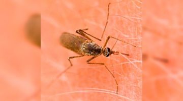 Sindrome-de-Skeeter-Eres-alergico-a-los-mosquitos