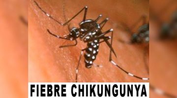 Que es el Chikungunya
