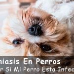 ¿Qué Es La Leishmaniasis?