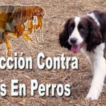 Protección Contra Pulgas En Perros
