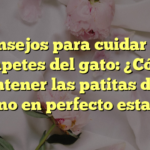 Consejos para cuidar los chapetes del gato: ¿Cómo mantener las patitas de tu felino en perfecto estado?