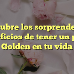 Descubre los sorprendentes beneficios de tener un perro Golden en tu vida