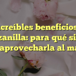 Los increíbles beneficios de la manzanilla: para qué sirve y cómo aprovecharla al máximo