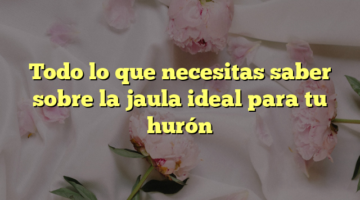 Todo lo que necesitas saber sobre la jaula ideal para tu hurón